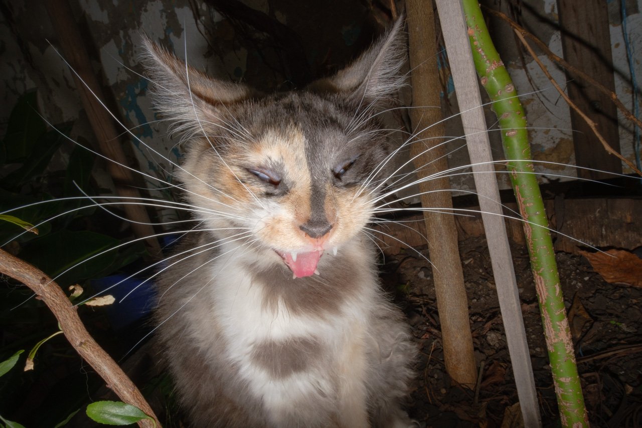 DSCF6422